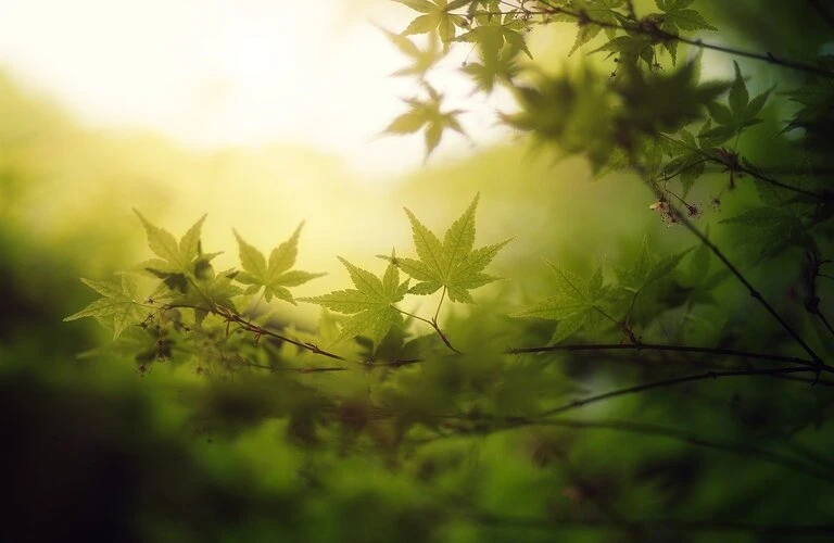 即日対応！｜愛知県一宮市の生前整理ならGood eco